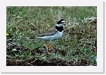 tylli  Great Ringed Plover 8734 * 800 x 531 * (401KB)